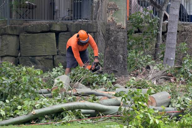 Best Tree Maintenance Programs  in Vincent, CA